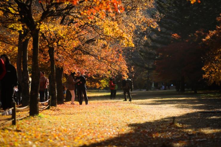 내장산, ⓒ정읍군청 공식블로그