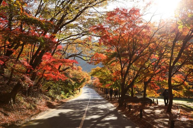 내장산, ⓒ정읍군청 공식블로그
